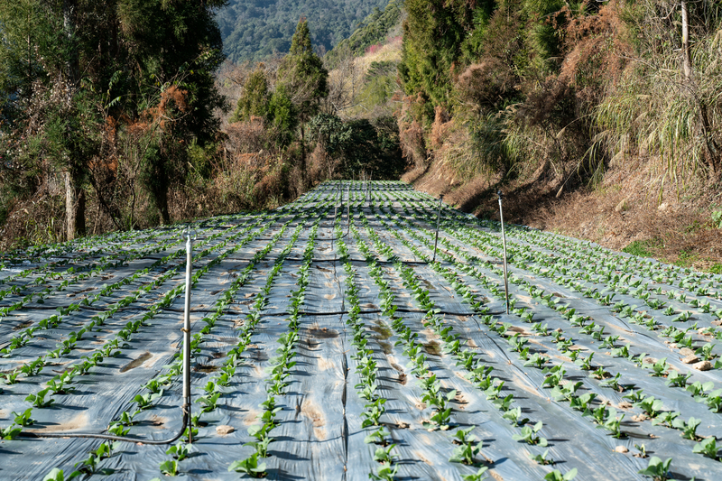 為克服《水土保持法》對於農業開發的坡度限制，承接區域計畫的執行團隊將測量土地的尺度縮小，一些較平緩區域即達到可開發的標準。圖為鎮西堡一帶的有機菜園。（攝影／陳曉威）