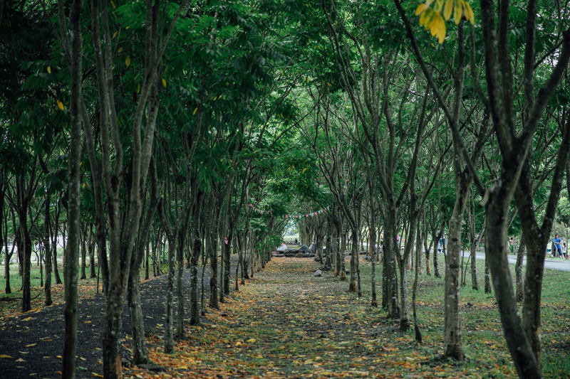 吳晟／致農委會、台糖公司：「砍大樹種光電」的三大疑慮