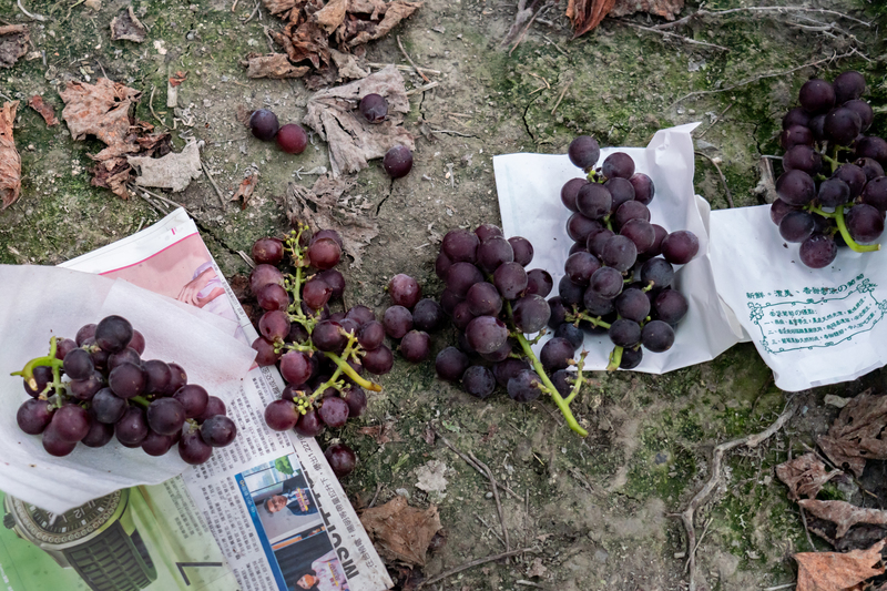 棄置在葡萄園裡的成熟葡萄。（攝影／陳曉威）