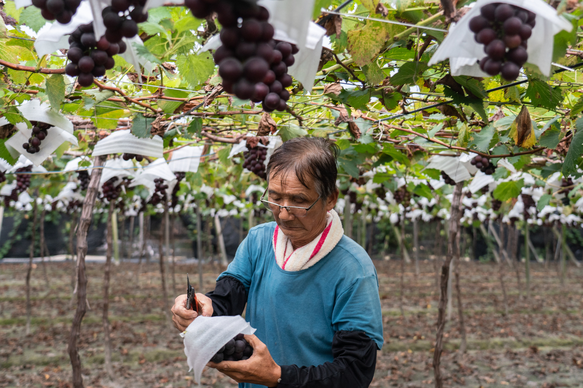 染疫恐懼的蝴蝶效應 水果爛了 獨角仙來了 彰化葡萄陷入產銷風暴 報導者the Reporter