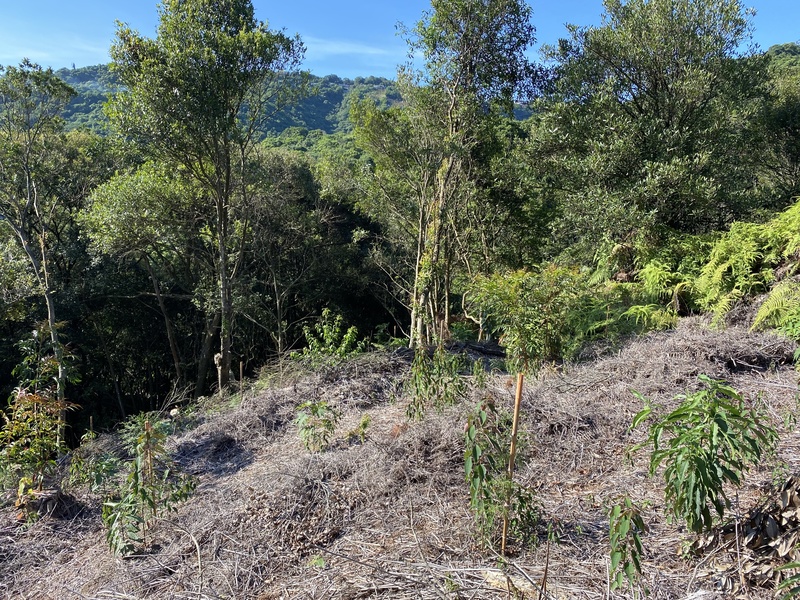 李根政／北美館碳中和展覽走味的美意：大崙尾山伐木造林，為何爭議？