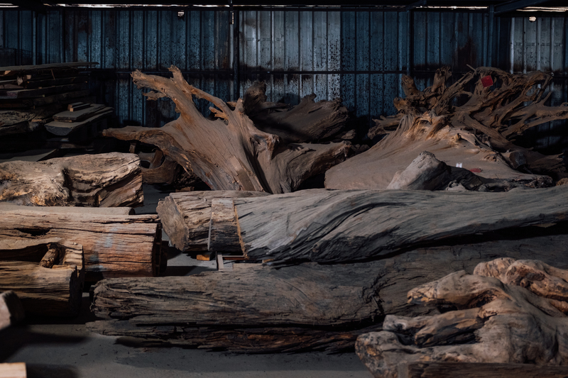 林務局睽違10年重啟標售貴重木，能否遏止盜伐？或反助長地下市場？