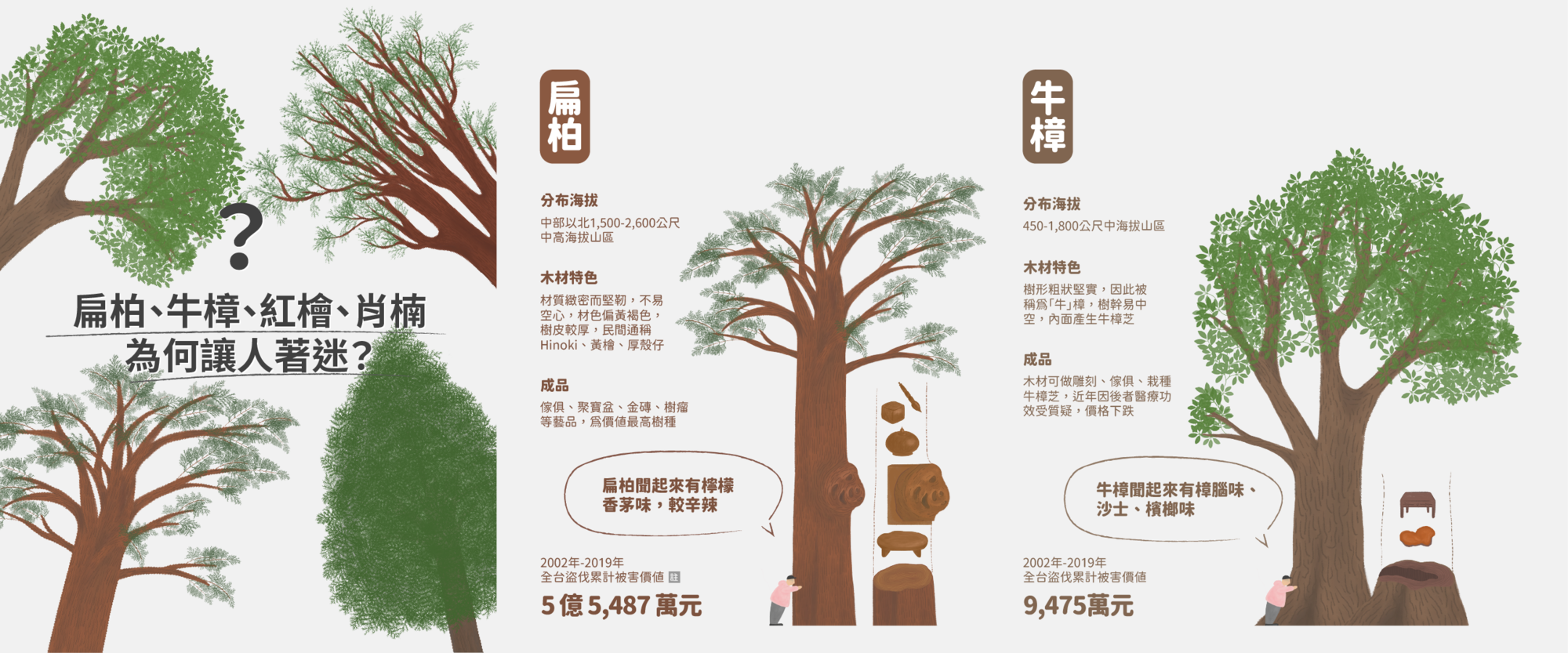 追查盜伐產業鏈 從牛樟木到肖楠 扁柏 揭開國產珍貴木材的神祕地下市場 報導者the Reporter