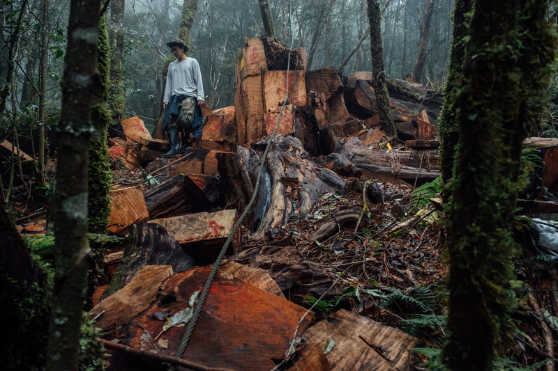 新竹林管處大溪工作站技士黃文韡，巡查反覆被切割的扁柏樹頭殘材。（攝影／余志偉）