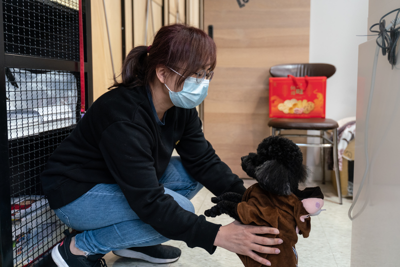 獸醫師林瑋真與醫院內的貴賓犬「勾錐」。（攝影／陳曉威）