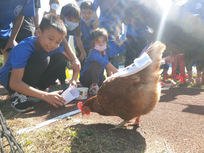 雞也是毛小孩。在燕巢的社區內，雞成為串聯小孩、育幼院孩童、安養中心和校園的生命教育老師。（照片提供／高雄燕巢動保園區）