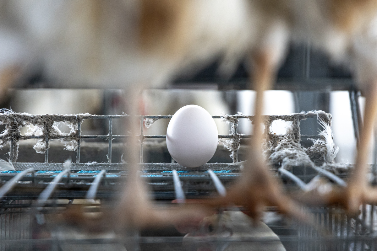 Re: [新聞] 蛋太多了 農業部7月啟動180萬隻蛋雞淘汰