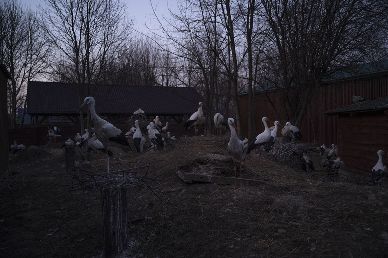 受傷的候鳥聚集在動物治療中心的園區內休息。（攝影／楊子磊）