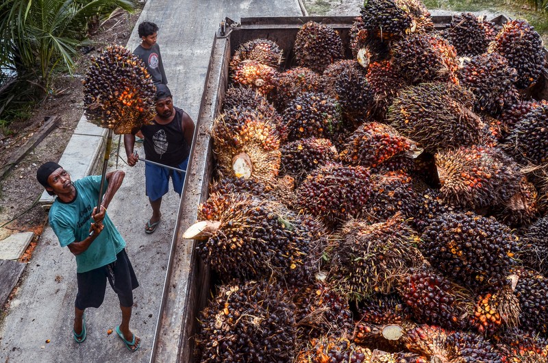油脂與戰爭的交互反應：印尼棕櫚油出口禁令為哪樁？