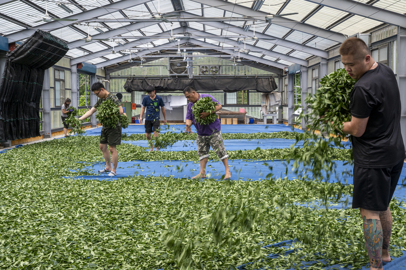 氣候變遷、暖化、阿里山、高山茶