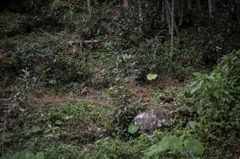 氣候變遷、暖化、阿里山、高山茶、野放茶