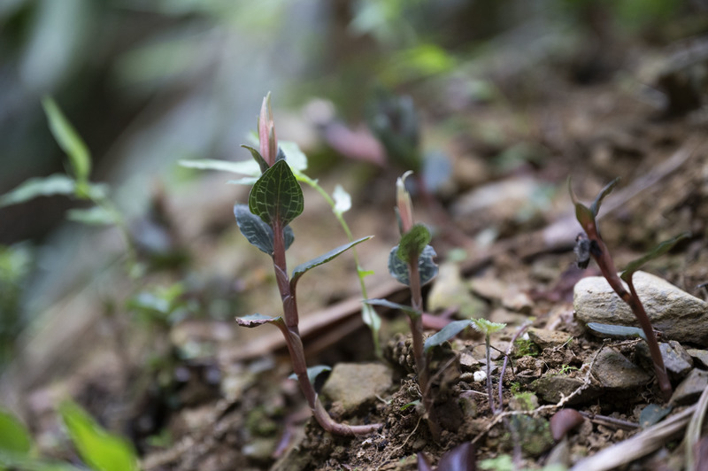 霧林帶保種大挑戰──搶在乾旱讓植物滅絕前，將它們載上「方舟」