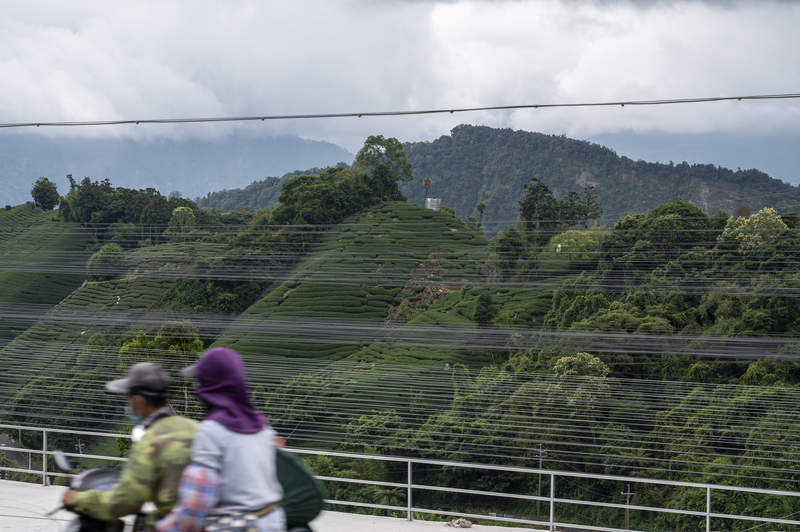 氣候變遷、暖化、阿里山、高山茶、太和