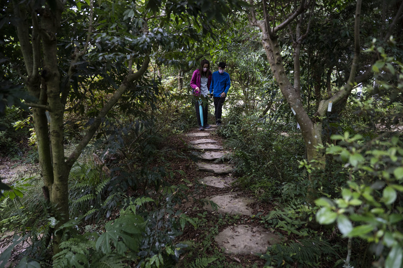 台大山地實驗農場（梅峰農場）內仿照植物自然棲地打造蘭蕨園，讓更多民眾可以看到珍貴的蕨類和蘭花，開啟保育意識。（攝影／楊子磊）