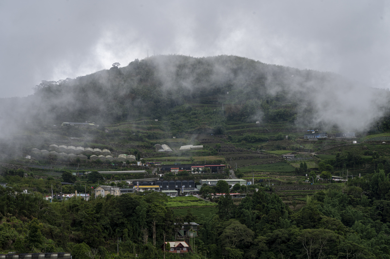 在雲霧中尋找未來──氣候暖化下，阿里山高山茶的存續問題