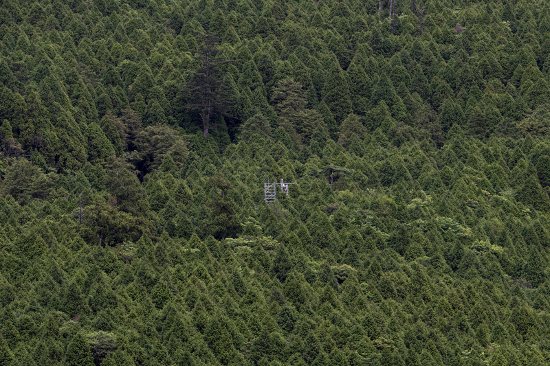 氣候變遷、棲蘭山、霧林帶、研究塔、扁柏