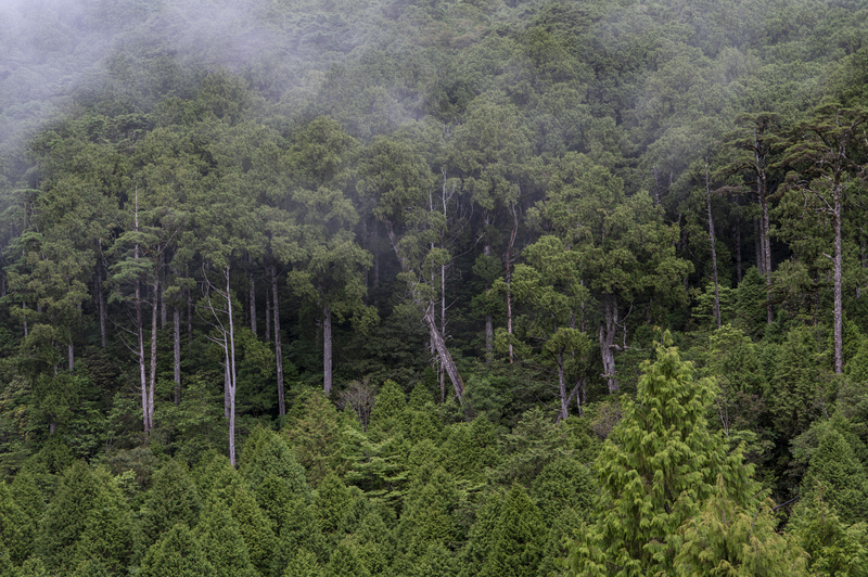 氣候變遷、棲蘭山、霧林帶、扁柏