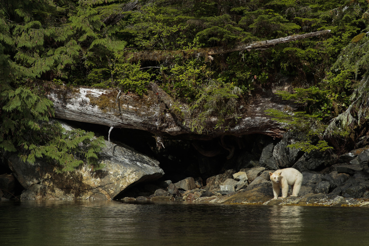 書摘】一棵古木保存千年鮭魚洄游紀錄？《尋找母樹》發現海洋與森林的共生祕密- 報導者The Reporter