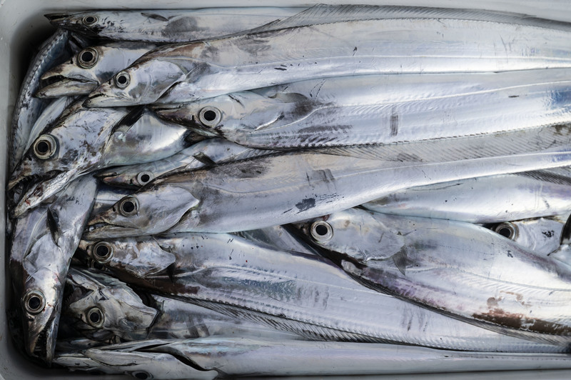 東北部的漁船還在釣透抽，不過釣客已經開始出海釣白帶魚，碧砂漁港海釣船上釣客捕獲滿滿的白帶魚。（攝影／楊子磊）