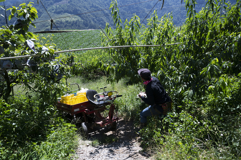 沉重的農業勞動很難吸引台灣年輕人投入，近10多年，失聯移工逐漸填補龐大的勞動力缺口。圖為黃金爸在果園裡採收水蜜桃。（攝影／楊子磊）