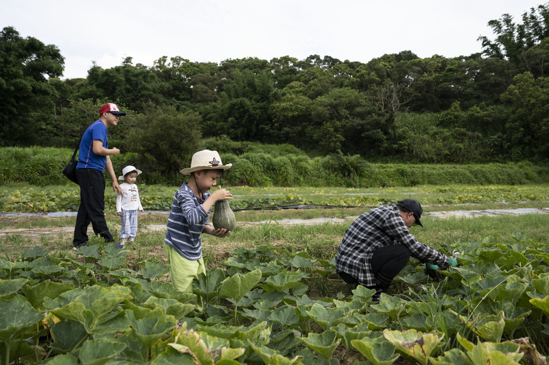 2022年6月18日，陳明志32歲的長子陳柏弦，與家人們在自家農田裡採收南瓜。（攝影／楊子磊）