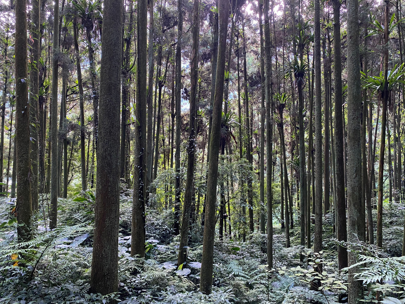 溪頭的柳杉人工林。（攝影／李根政）