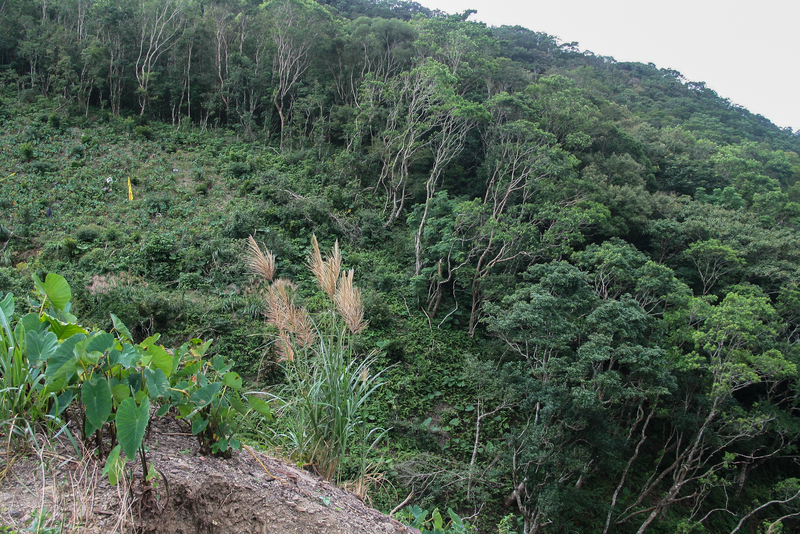 淺山交錯著林地、農牧用地，很有可能鑲嵌著待保育的次生林（天然林）、國產材永續經濟林，林下經濟、混農林等土地利用型態，極需整合法規工具、制度配套，朝向永續治理。（攝影／李根政）