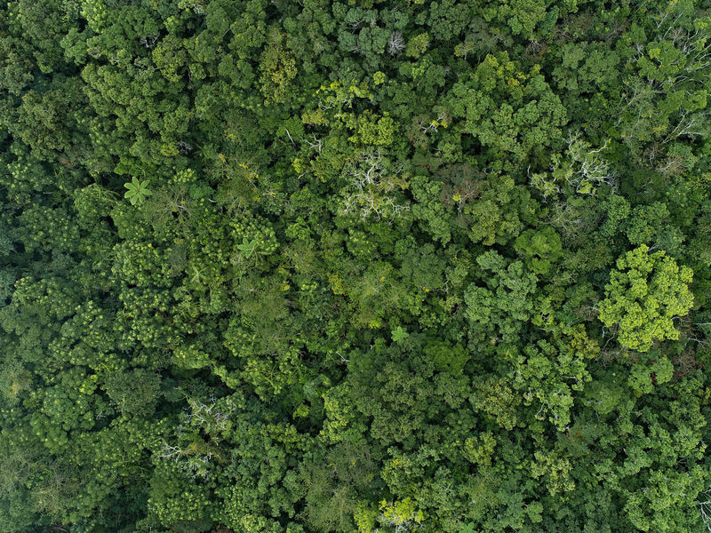 圖為台東安朔地區的森林空拍照，顯示多樣豐富的天然林。（攝影／傅志男）