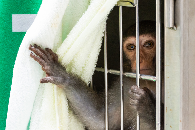 劉哲安／我在野生動物救援醫院