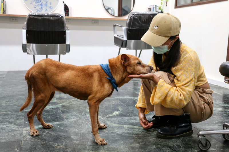 Haven Hair Taipei 中途髮廊，專收公立收容所中不易被認養的犬隻，老狗「妞妞」即來自台北市動物之家，踏著緩慢但愉悅的步伐向人撒嬌。（攝影／黃塏傑）