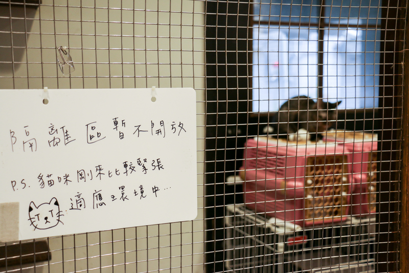 民間中途在動物照顧與送養程序上，講究更細緻地了解每隻犬貓的個性與需求。（攝影／新田萌繪）