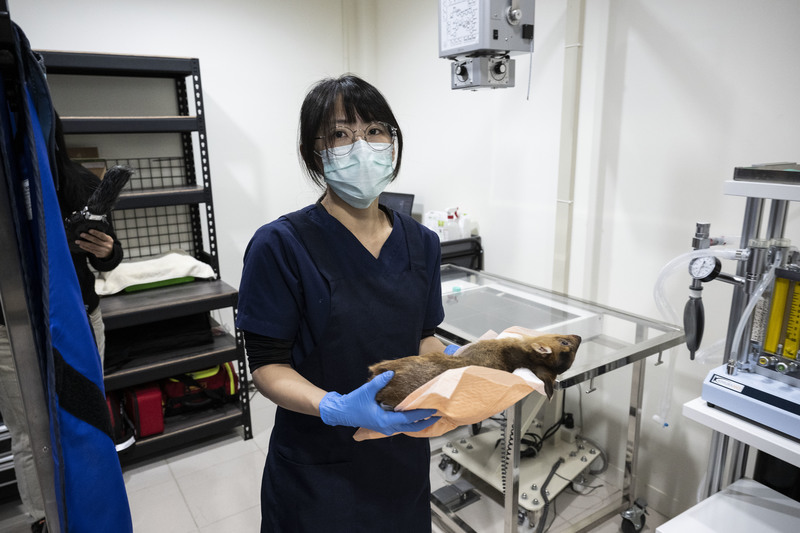 擔任病理獸醫師的陳彥涵,負責為死去的動物解剖、釐清死因,找出牠們最後的生命故事。(攝影/楊子磊)