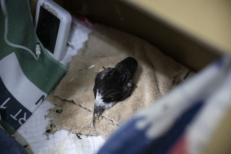 2022年12月，最後一隻小雨燕正進行高壓氧治療。（攝影／楊子磊）