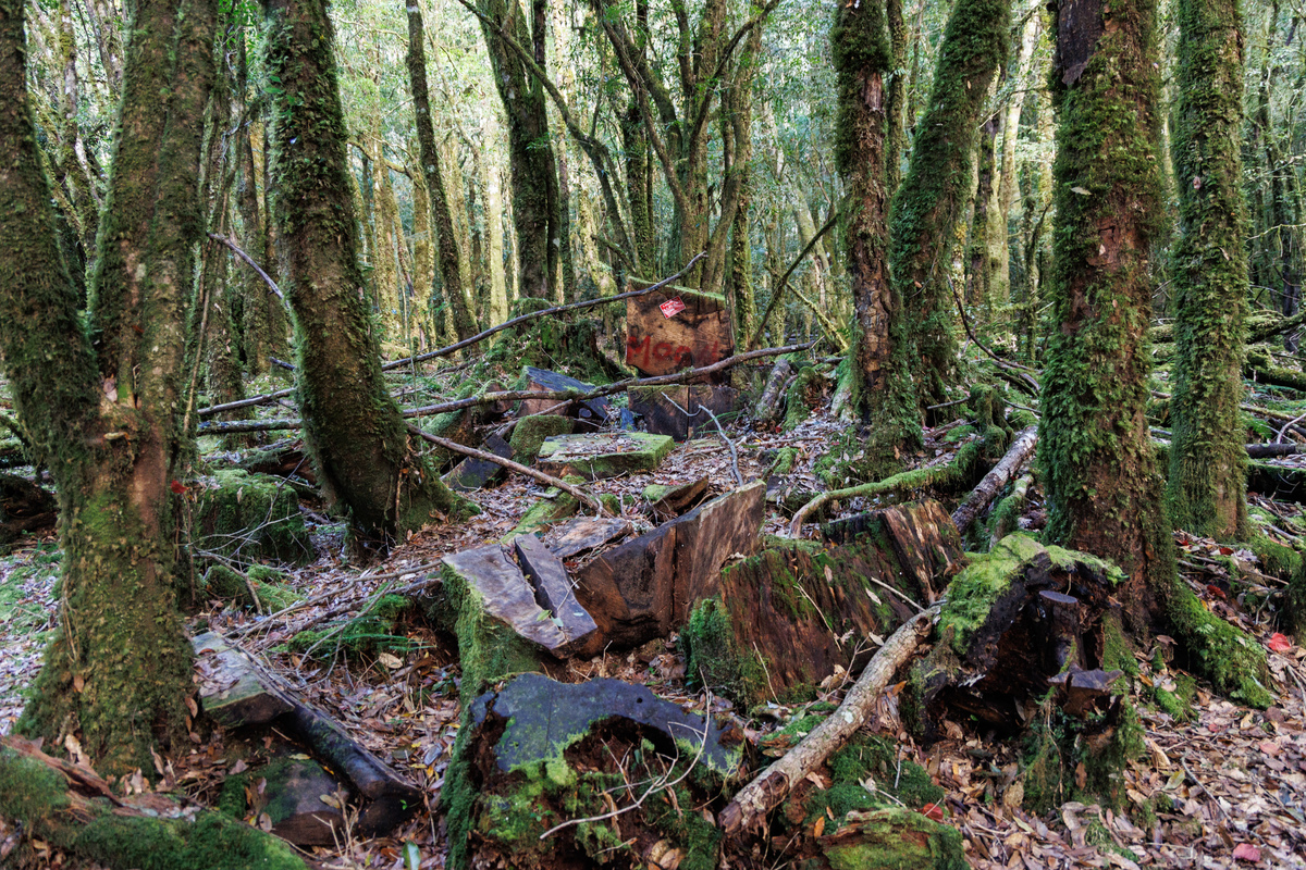 Re: [問卦] 台灣的外籍勞工是不是該管理一下？