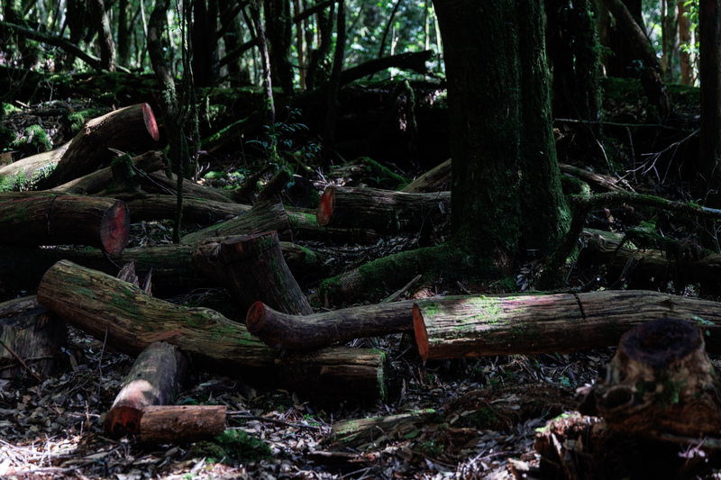 經過多年的盜伐後，巨大的樹頭殘材幾乎被砍伐殆盡，如今山老鼠將目標轉往瘦小的生立木，將整株伐倒後分切，可提供業者製作精油。（攝影／鄭宇辰）