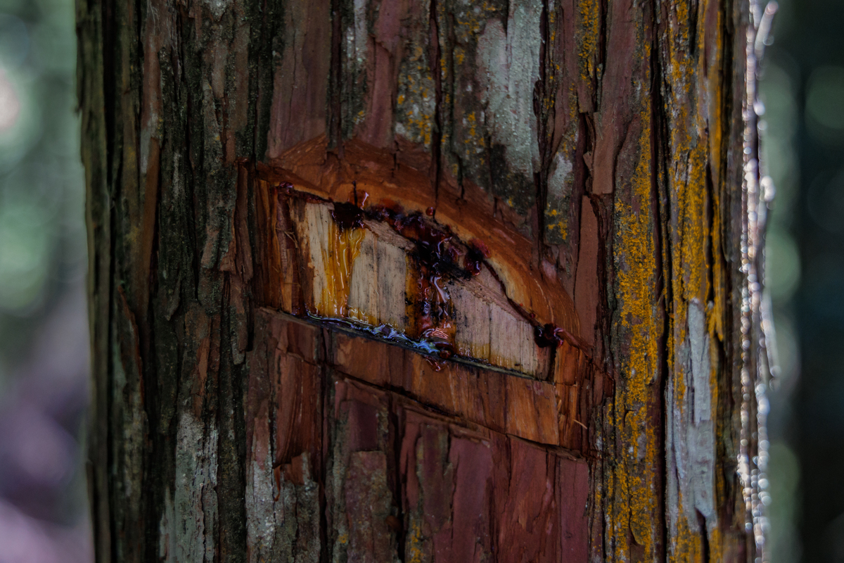 Re: [問卦] 外勞已經開始在台灣組黑幫了！？