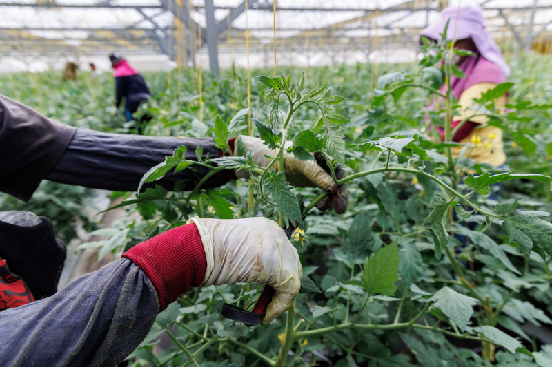 近年來因農糧署的溫室補助政策，吸引許多平地人來到萬豐蓋溫室種植牛番茄，極度仰賴人工技術與經驗。（攝影／鄭宇辰）