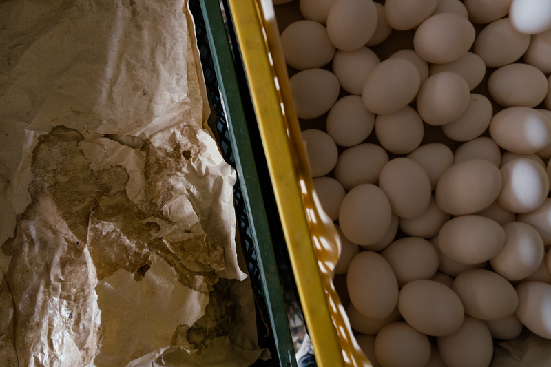透視2023開春缺蛋現象：失靈的產銷制度，如何扭曲雞蛋價格和流向？