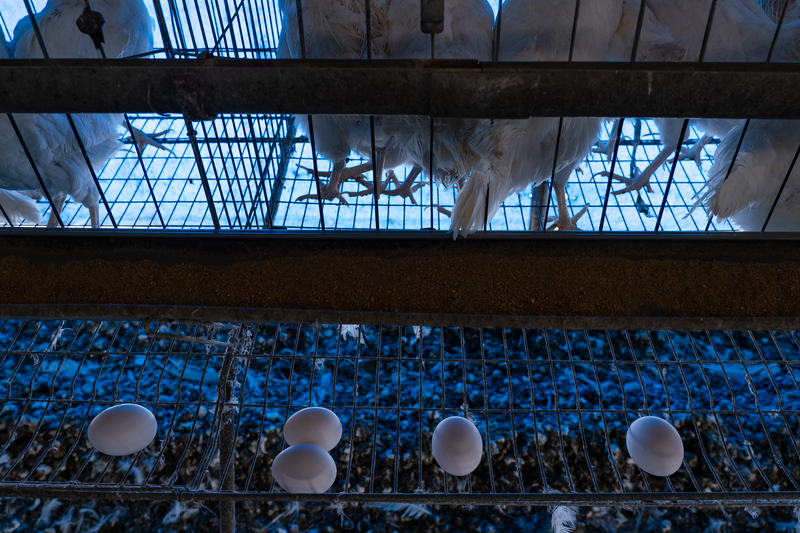 台灣有六成是養2萬隻雞以下的小型蛋農，大多採傳統籠飼，長期仰賴蛋商銷售。（攝影／馬雨辰）