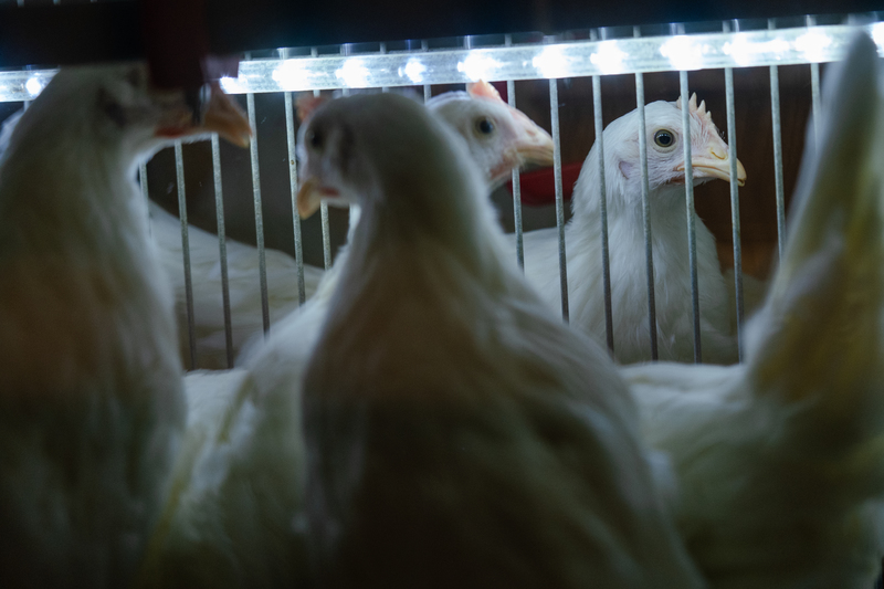 受到禽流感疫情影響，蛋中雞十分短缺，連帶影響雞蛋產量。農委會雖緊急從澳洲進口雞蛋，但長期仍須改善禽舍，提升抵禦禽流感的能力。（攝影／馬雨辰）