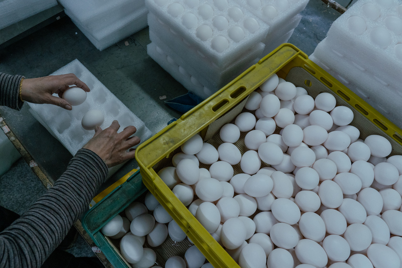 透視2023開春缺蛋現象：失靈的產銷制度，如何影響雞蛋價格和流向？