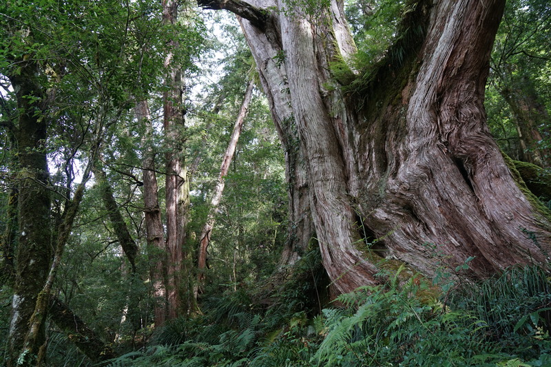 紅檜巨木的形象各異，但都壯麗，而且森林味道十分馨香。我曾到美國加洲的謬爾紅木國家紀念公園（Muir Woods National Monument），看到高達數十棵近百公尺的巨大紅木，內心也是澎湃感動。但是，就色彩、物種、味道等的豐富程度而言，我認為台灣的檜木林大勝。（攝影／李根政）