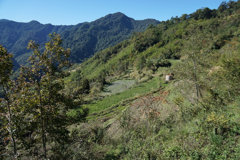 在這片耕地旁，坡度較陡的地方，部落族人種下的「赤楊」，除了保護水土，也有固氮的作用。（攝影／李根政）