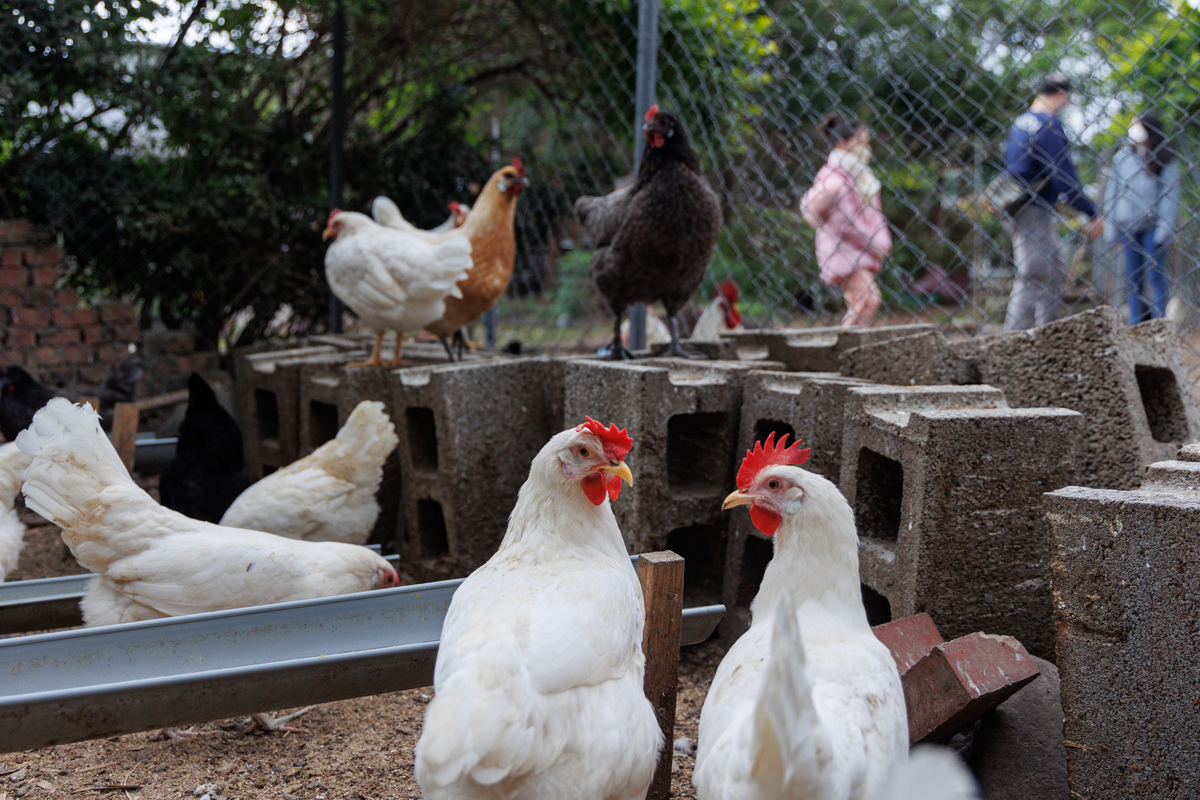 Re: [問卦] 雞蛋不能全面徵收口罩一樣?