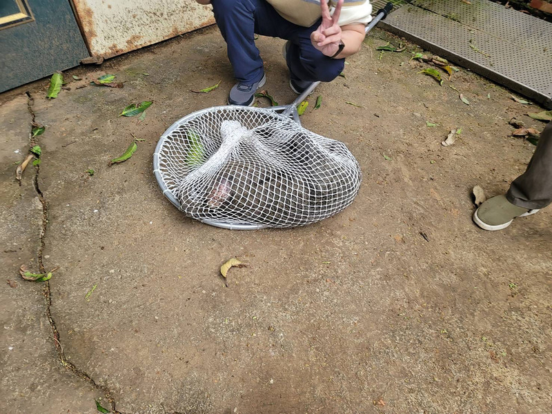 3月27日，東非狒狒在桃園富岡遭桃園市農業局「逮捕」，此時已被補上麻醉、癱軟，卻仍遭狹小的網子捕捉，肌肉恐被拉傷，也不確定有無辦法好好呼吸。（攝影／中央社／民眾提供）