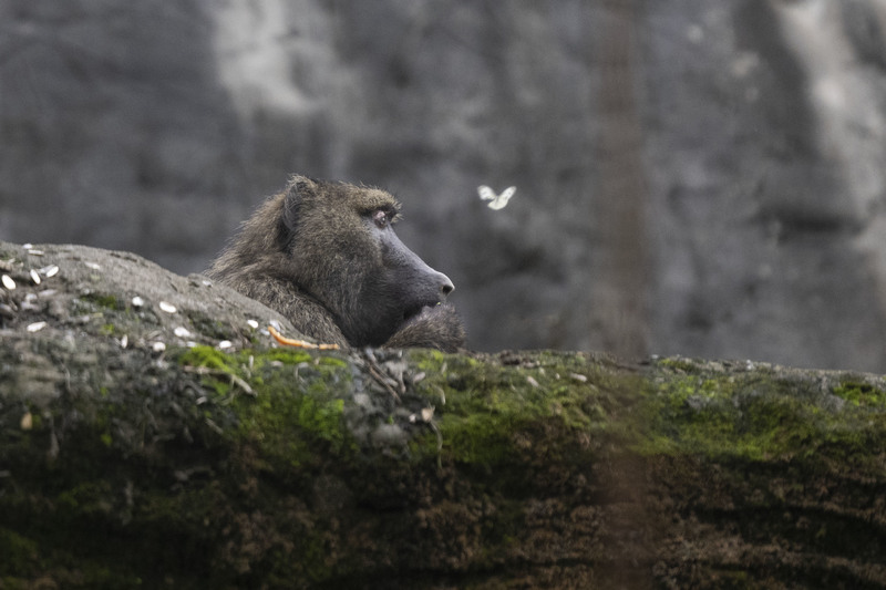 如何讓動物減少緊迫、給予適當的動物福祉，對政府和飼養者都是一門專業，若無能力管理需適度尋求外援。圖為台北市立動物園的東非狒狒。（攝影／楊子磊）