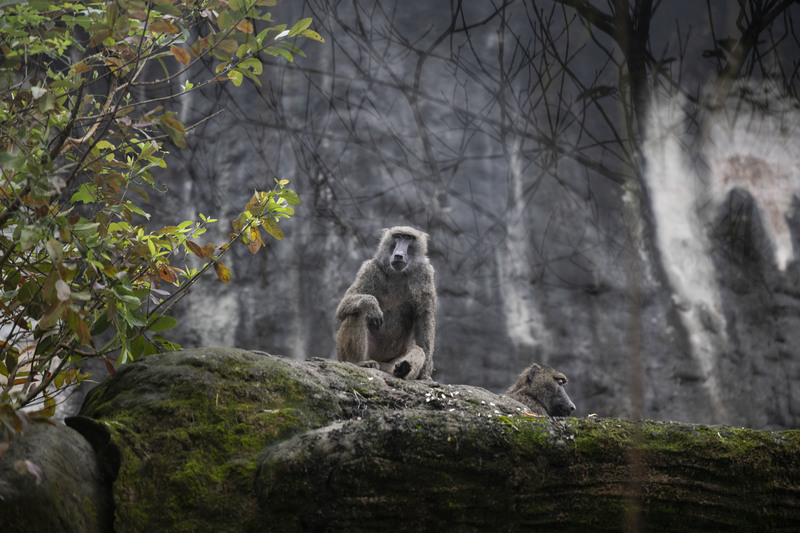 台北市立動物園的東非狒狒。全台僅北市動物園和六福村登記飼養東非狒狒，北市10隻全數打晶片，六福村則無，甚至連現場數量都和登記資料不符，因此一開始就遭疑是逸散來源。（攝影／楊子磊）