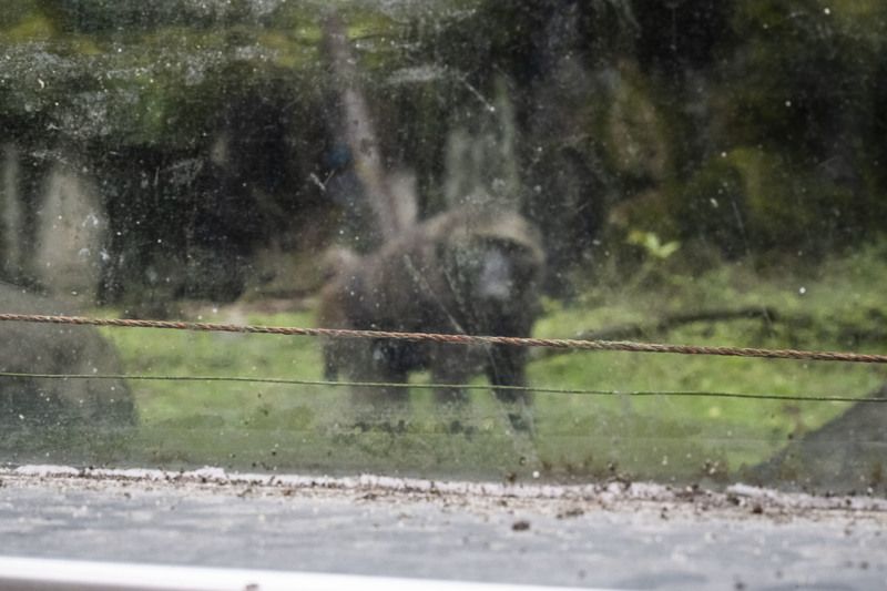 台北市立動物園的狒狒活動場邊緣裝設有防止動物觸碰攀爬的電牧線。因靈長類動物智力高、有學習能力，需加強防護避免脫逃。（攝影／楊子磊）