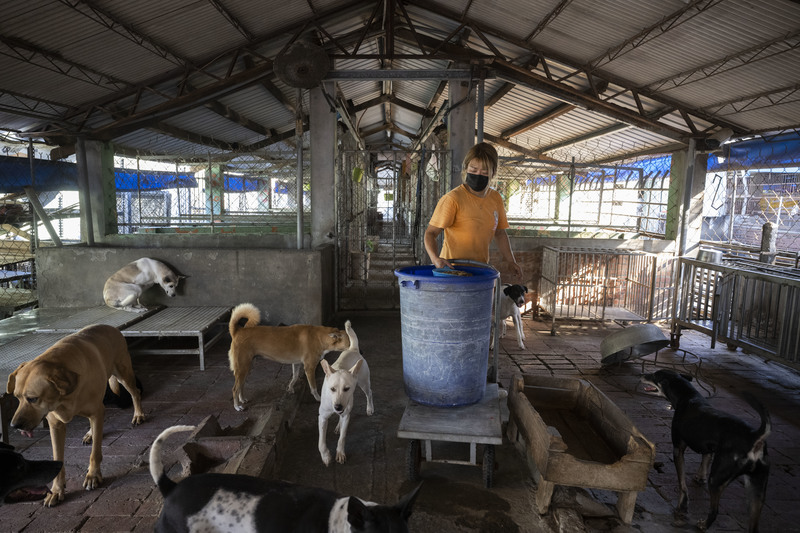 位於屏東的台灣愛狗人協會，協助壽山國家自然公園結紮、安置遊蕩犬，但自家收容所已經滿滿都是狗，不時還要承接非法繁殖場救援出的小狗，能安置遊蕩犬的空間有限。（攝影／楊子磊）