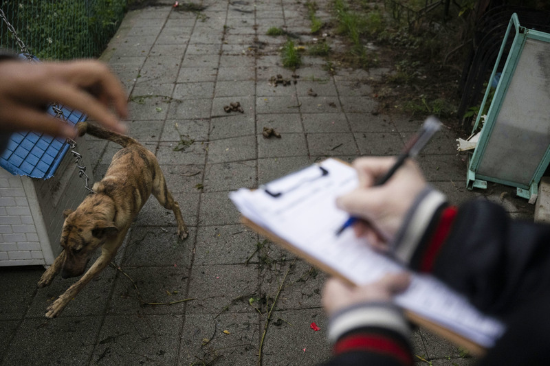 15萬隻遊蕩犬清零可能嗎？每年上億經費做結紮，被遺忘的源頭管理